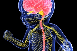 brain and nervous system